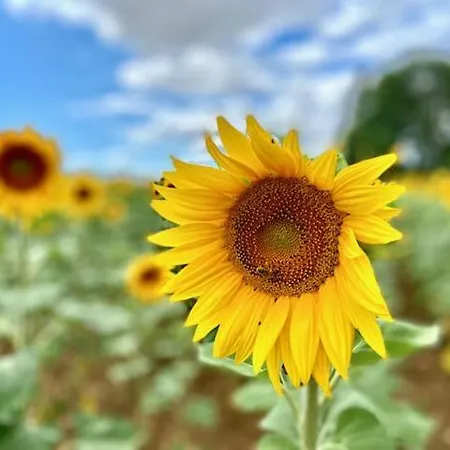 Pensjonat Le Domaine De La Gravette Beauvoir-sur-Niort