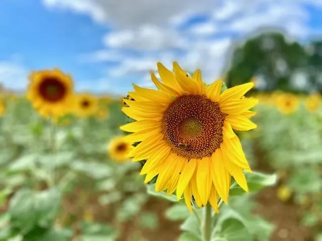 Pensjonat Le Domaine De La Gravette Beauvoir-sur-Niort